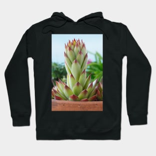 Sempervivum  'Bernstein'  Houseleek Hoodie